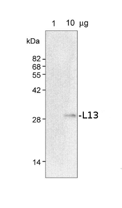 western blot detection using anti-S13 antibodies